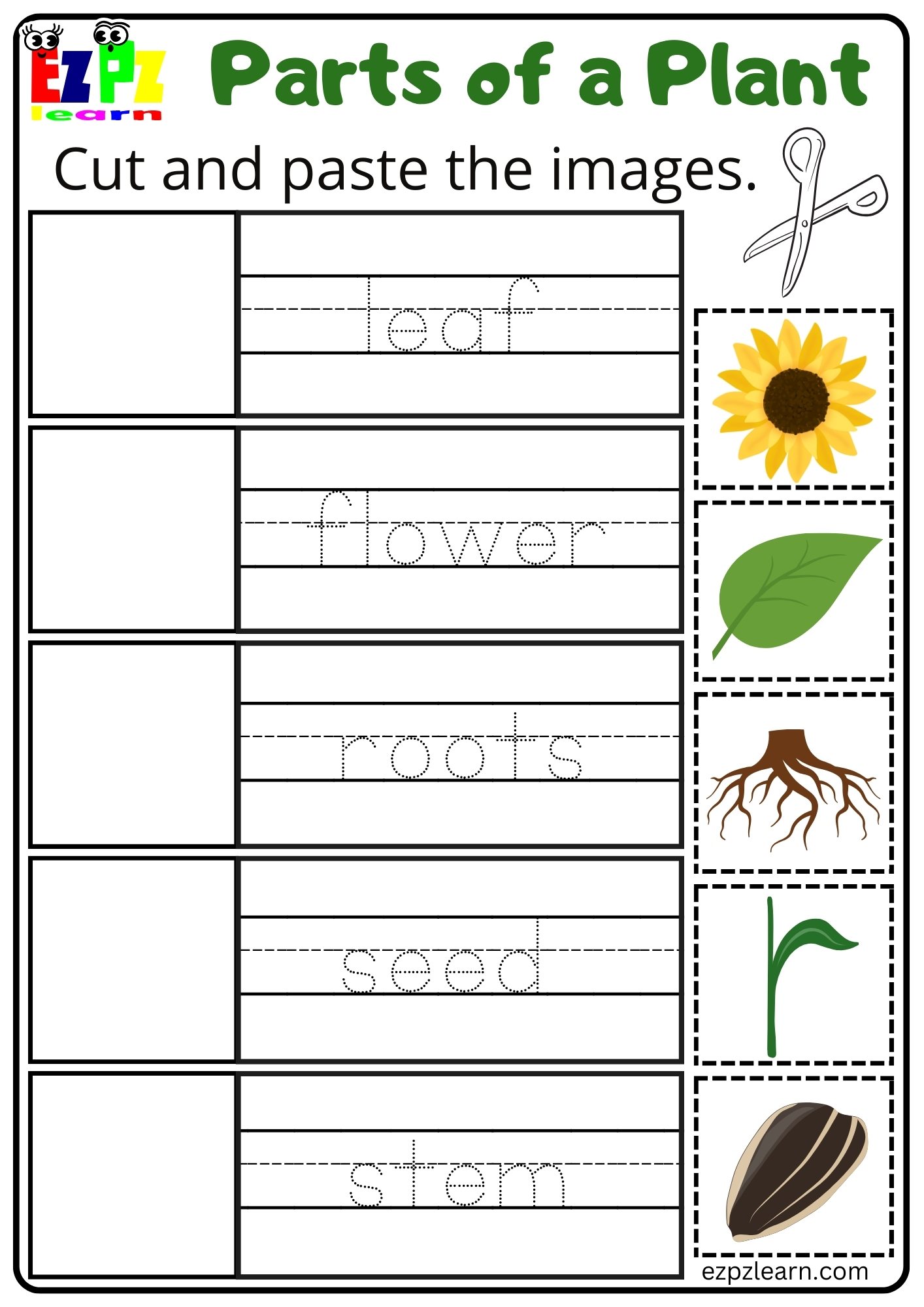 Parts of a Plant Cut and Paste Activity for Kindergarten or ESL